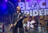 Black Spiders