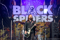 Black Spiders